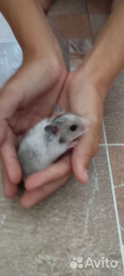 Сирийские хомячки