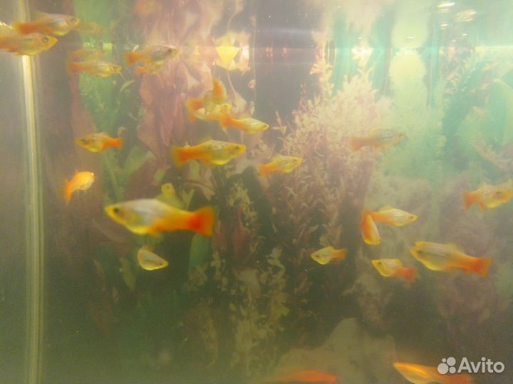 Аквариумные рыбки