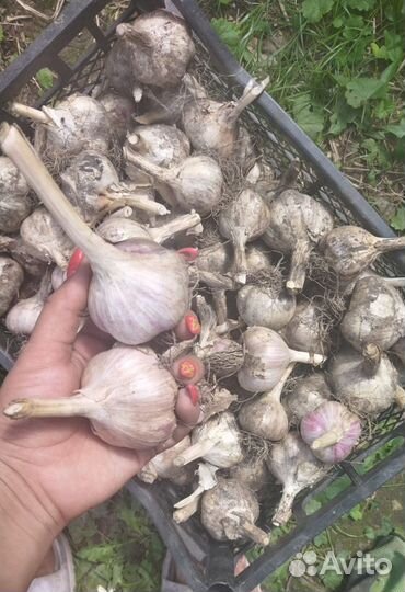 Чеснок домашний