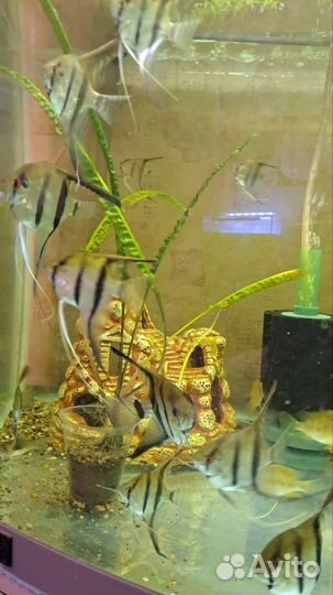 Скалярия, гуппи, ряска