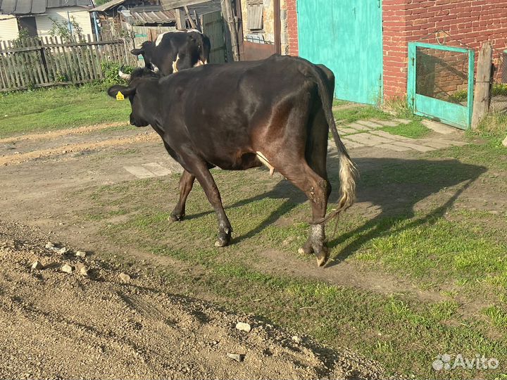 Корова