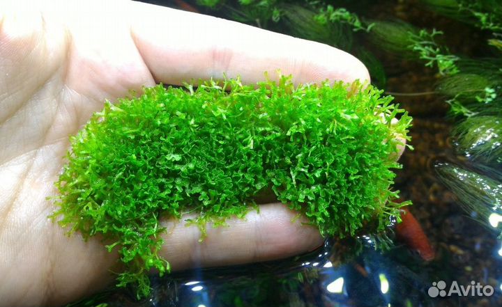 Мох Риччия плавающая (Riccia fluitans)