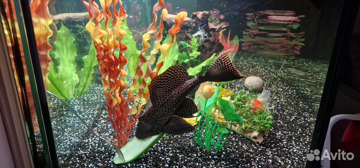 Сом Парчовый птеригоплихт