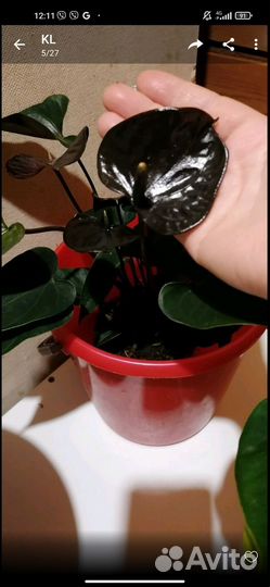 Комнатные цветы антуриум