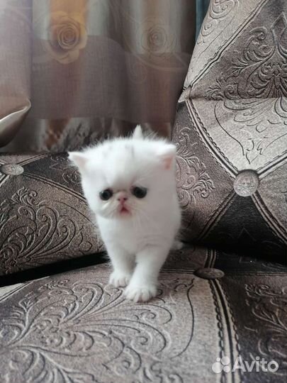 Котик 1,5 мес