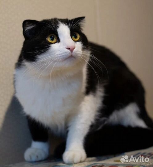 Обаятельный Боцман, метис шотландца, ищет дом