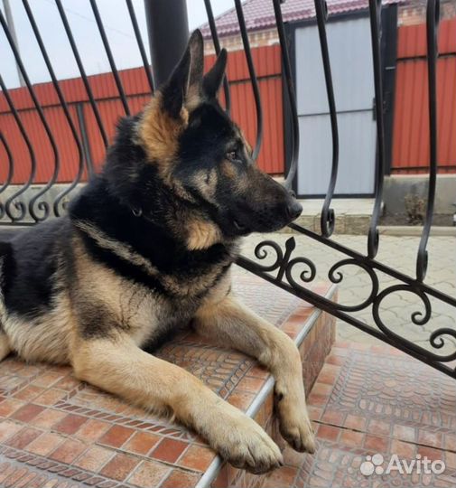 Немецкая овчарка