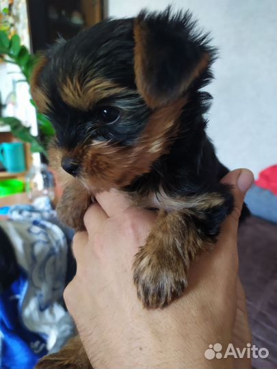 Йоркширский терьер щенки