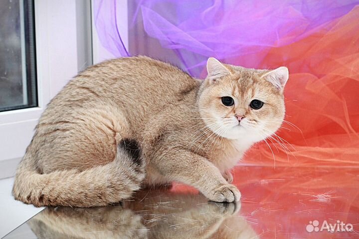 Элитные британские котята и кот для вязки