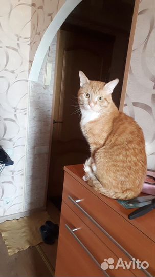 Очень весёлый кот ищет нового хозяина