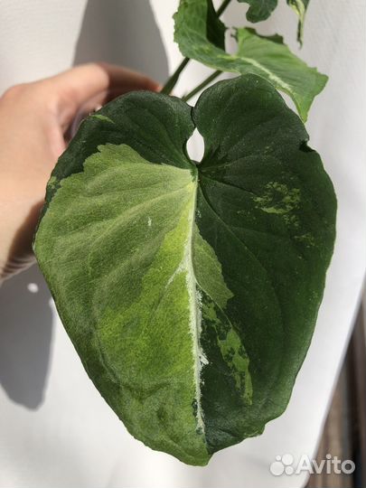 Сингониум яичница