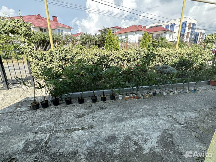 Пальма веерная