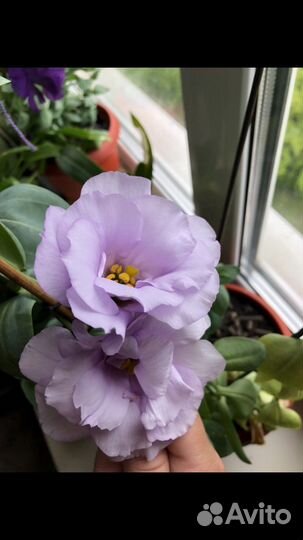 Семена цветов эустома (лизиантус)