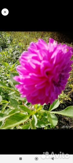 Рассада помидор клубни георгин