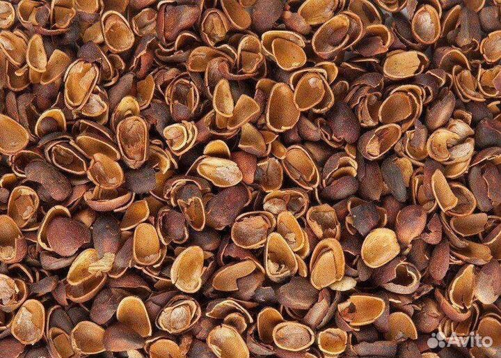 Скорлупа кедрового ореха