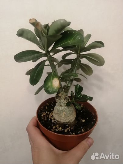 Адениум абессум