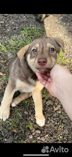 Две девочки в добрые руки