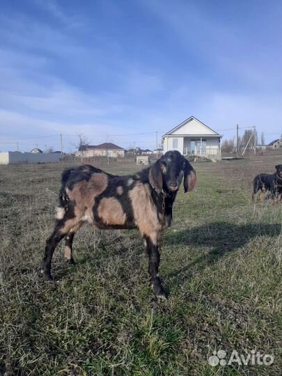 Козел на вязку