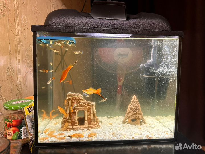 Аквариум
