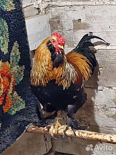 Молодые петухи, Брама