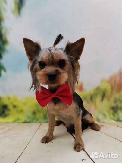 Йорк мини вязка