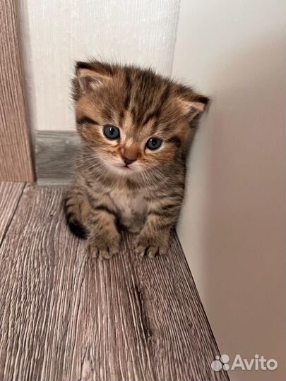 Шотландские котята