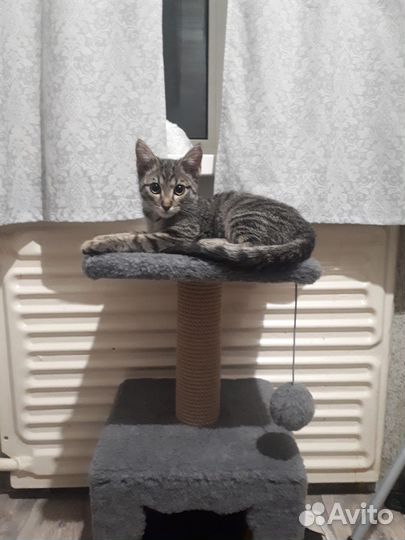 Отдам котика