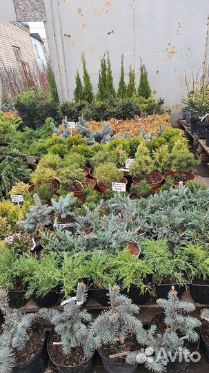 Можжевельник Блю чип