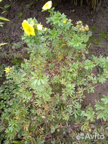 Лапчатка кустарниковая жёлтая (курильский чай)