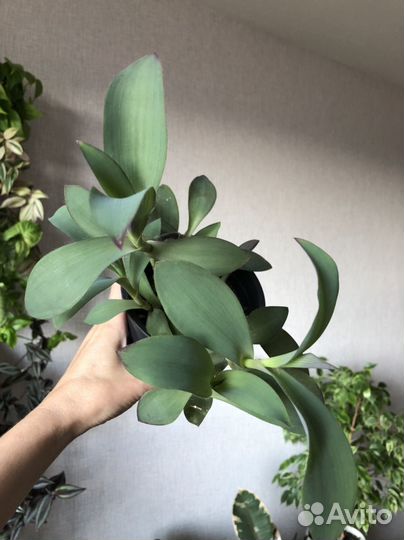 Традесканция голубая pallida blue sue срез