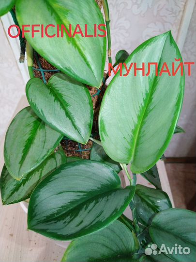 Сциндапсус