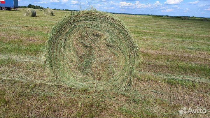 Сено из Рязанской области