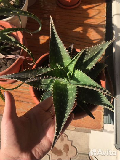 Комнатные цветы алоэ