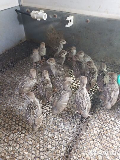 Кеклики (птенцы)