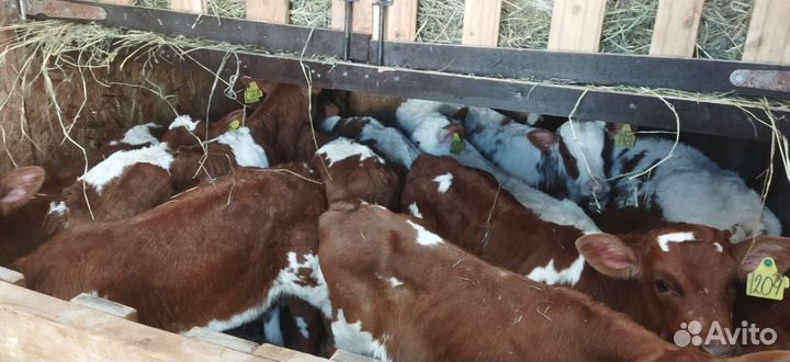 Телята бычки тёлки доставка бесплатная