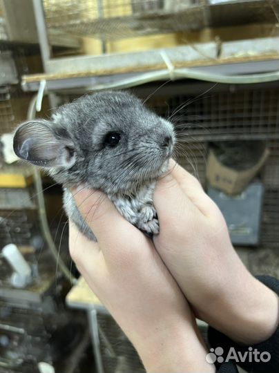 Шиншилла от заводчика стандартный окрас