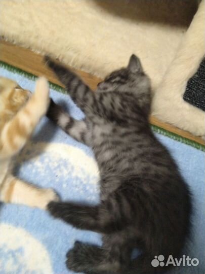 Шотландская