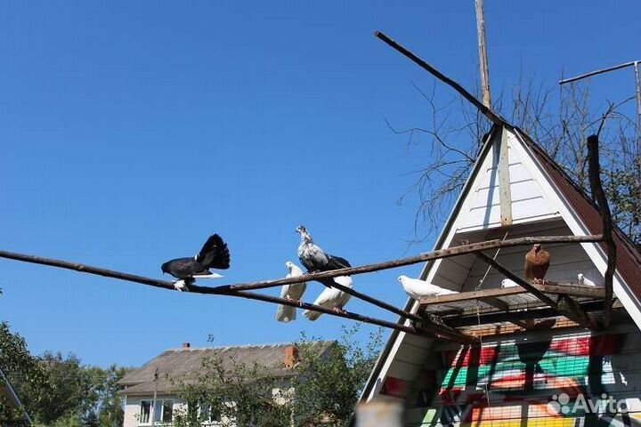 Ручные голуби