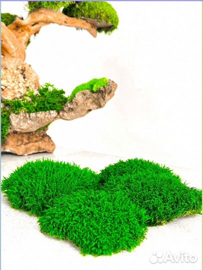 Стабилизированный мох ковер ягель кочка