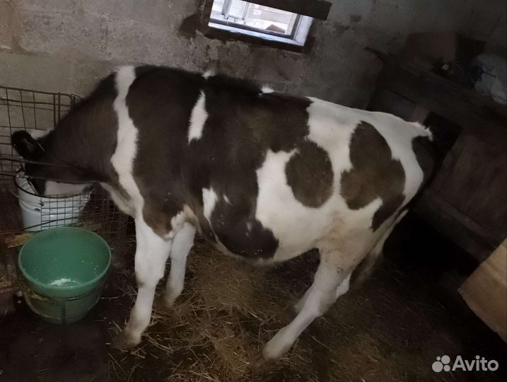 Бычок бычки