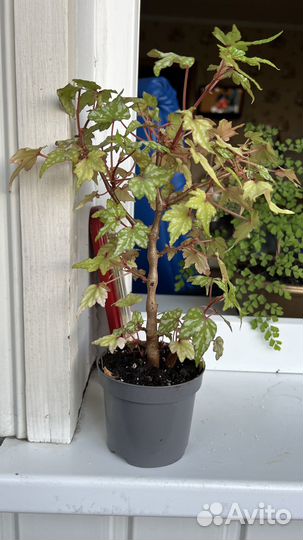 Каудексная бегония, бегония дрега