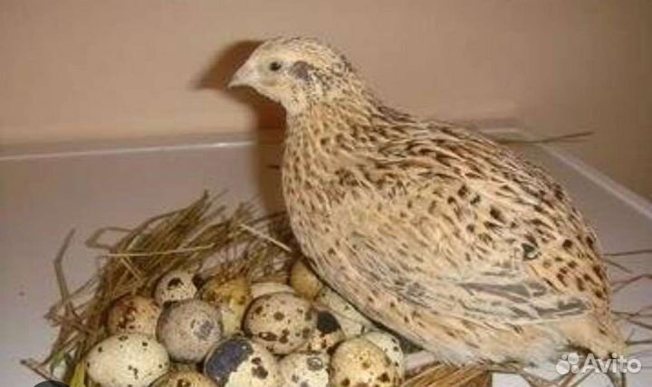 Инкубационное яйцо перепелов