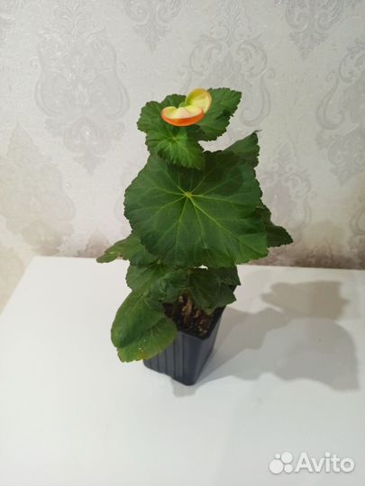 Бегония элатиор, ампельная красная