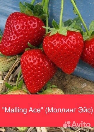 Клубника Новинки 2023