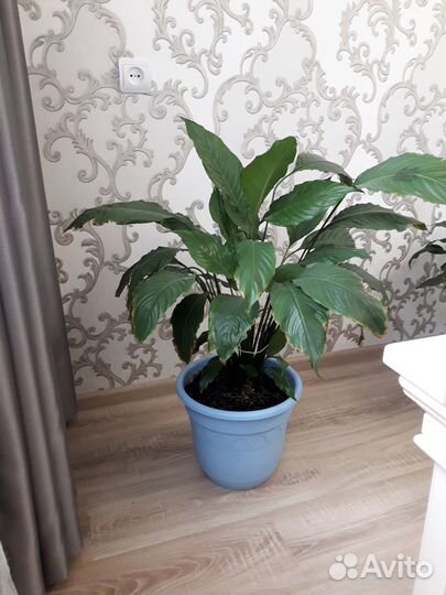 Спатифиллум