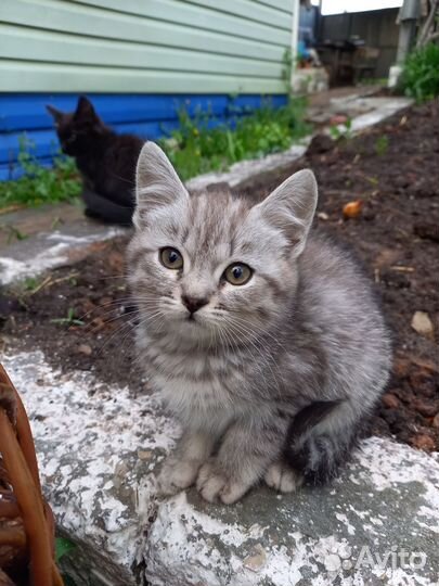 Котята в добрые руки 2 месяца