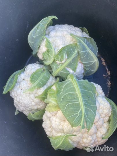 Цветная капуста