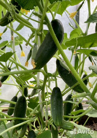 Смородина красная,роз-я,крыжовник,черемуха,руккола