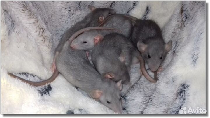 Крысята Дамбо голубые крысы норковые питомник