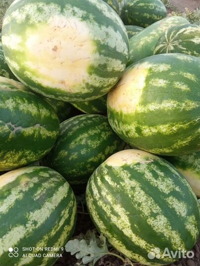 Семена арбуза. Дыни